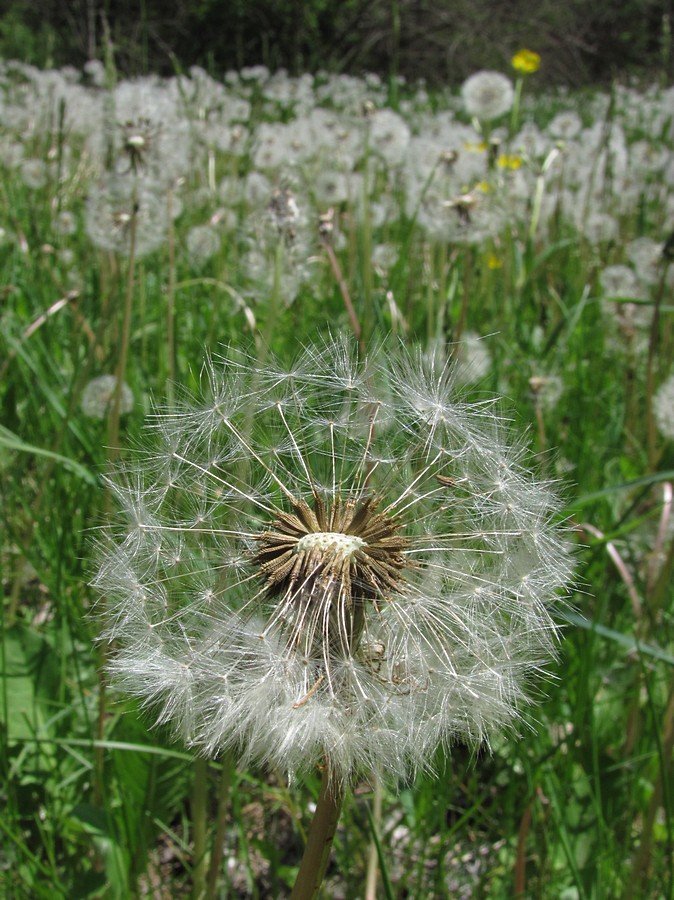 Изображение особи Taraxacum pseudomurbeckianum.