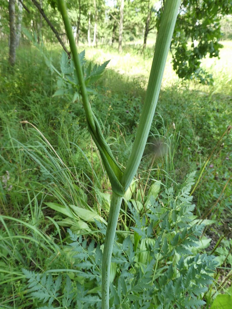 Изображение особи Cervaria rivinii.