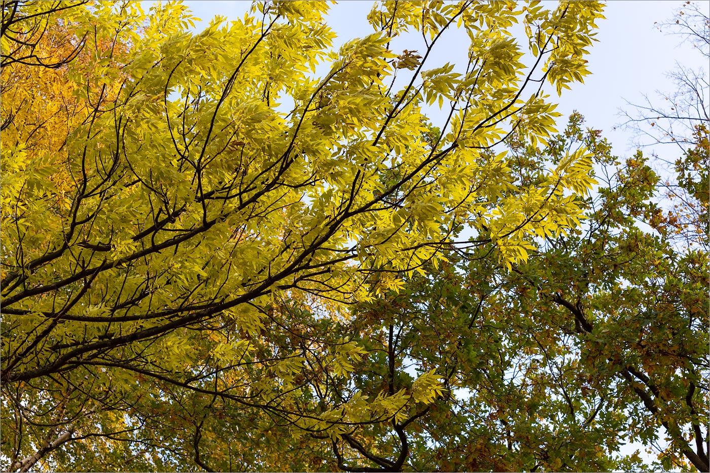 Image of genus Fraxinus specimen.