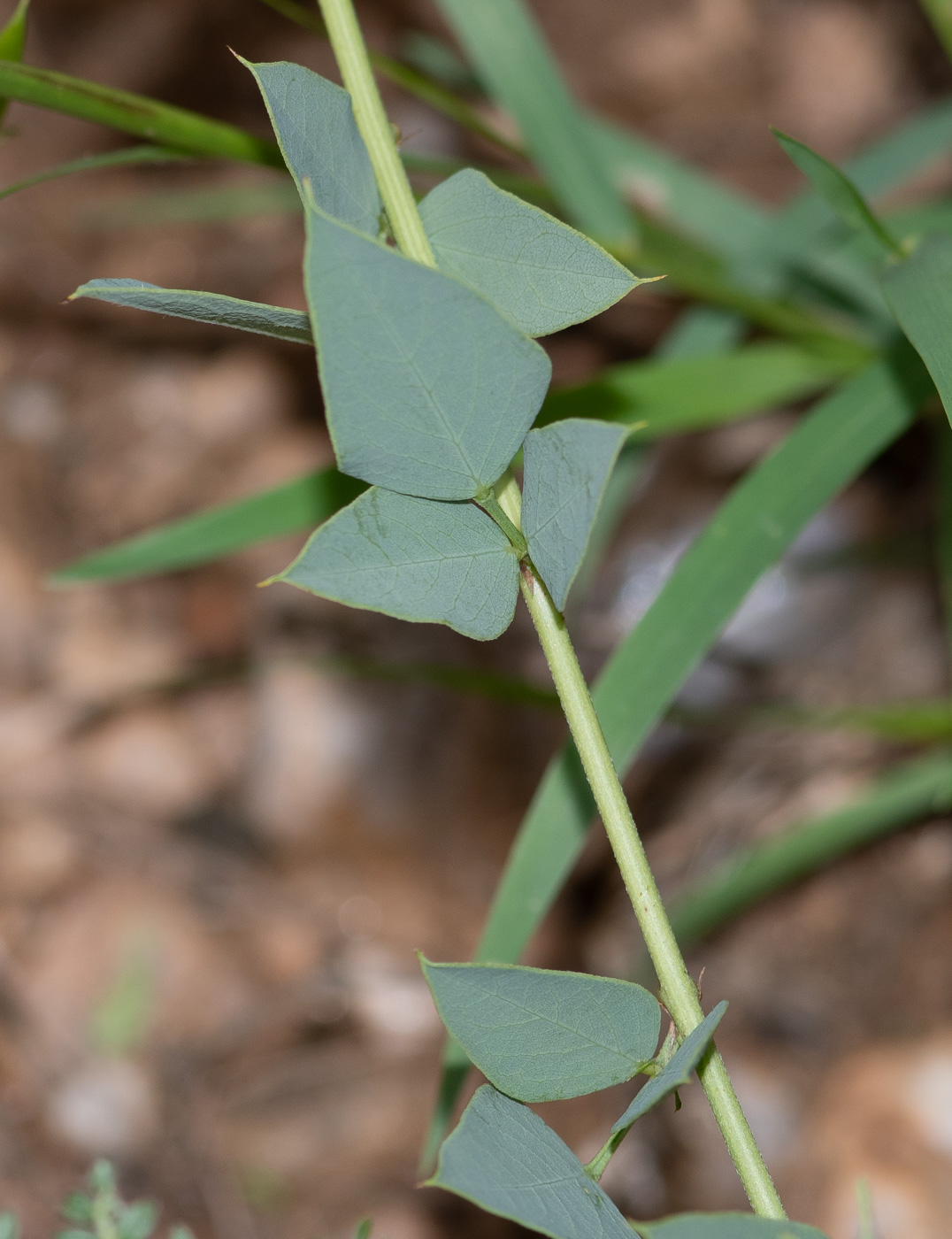 Изображение особи Otoptera burchellii.