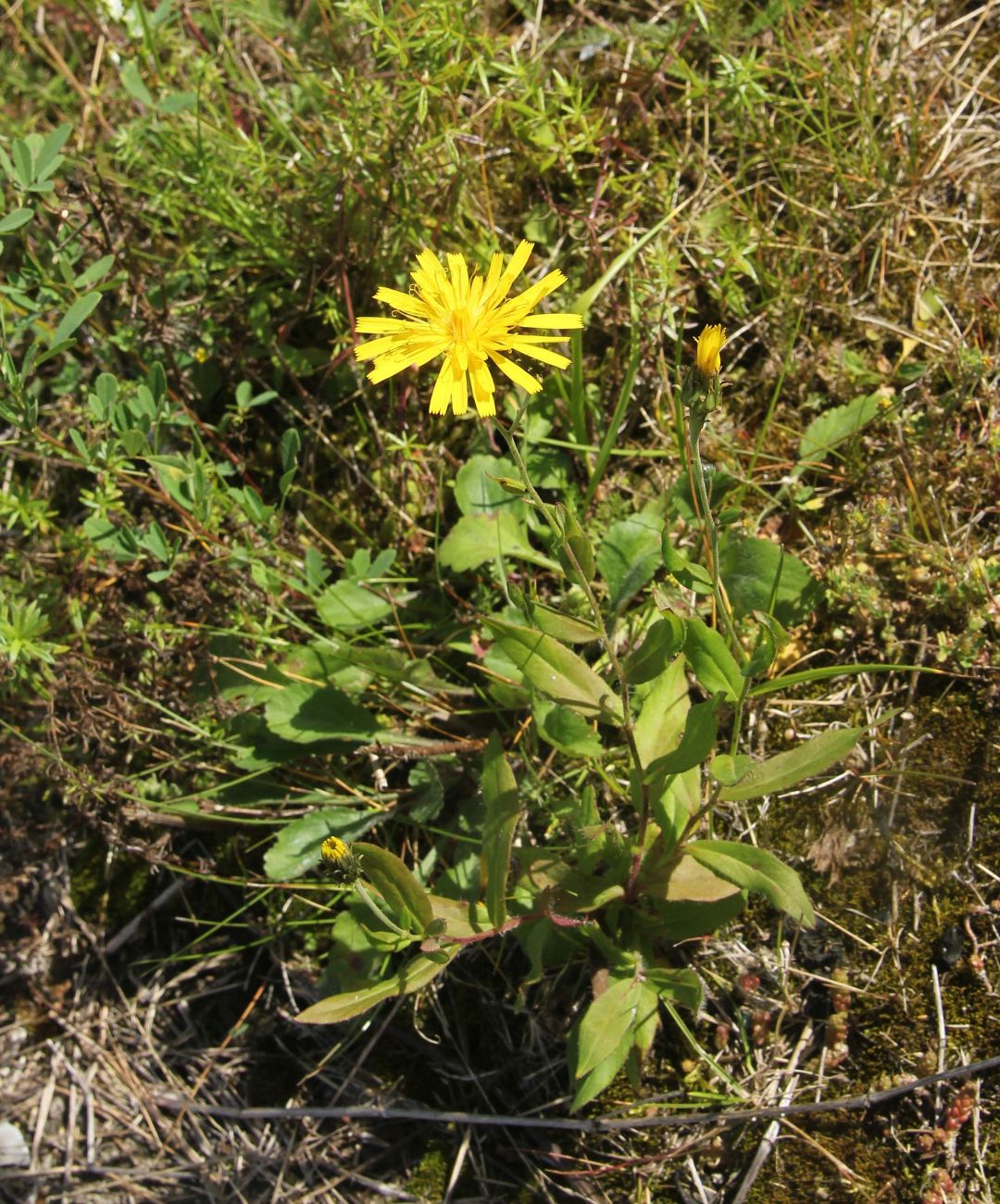 Изображение особи род Hieracium.