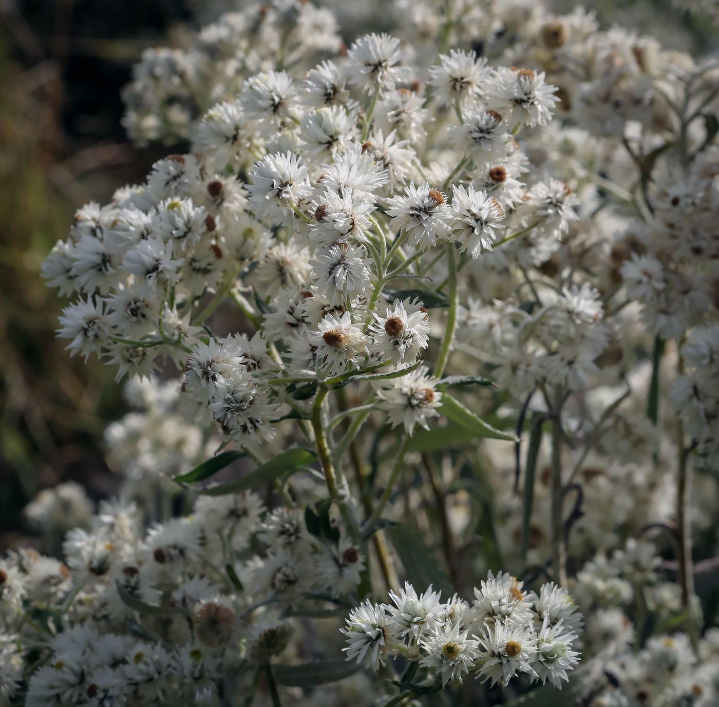 Image of Anaphalis margaritacea specimen.