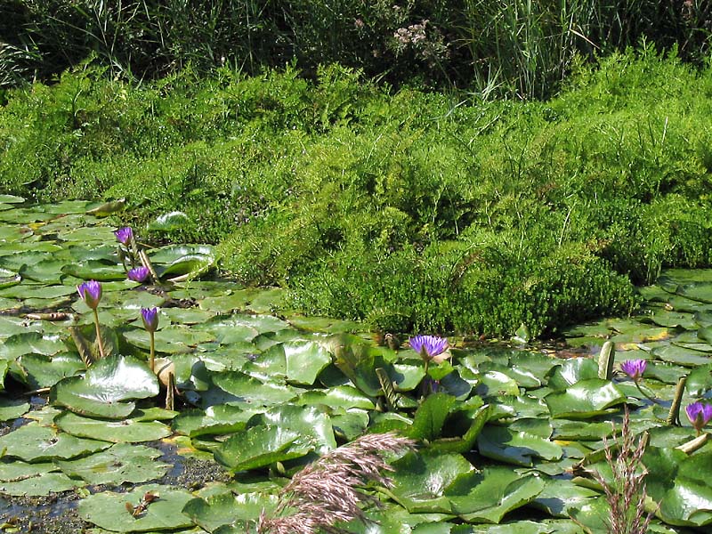 Изображение особи Ceratopteris thalictroides.