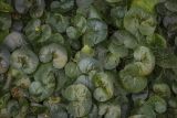 Asarum europaeum