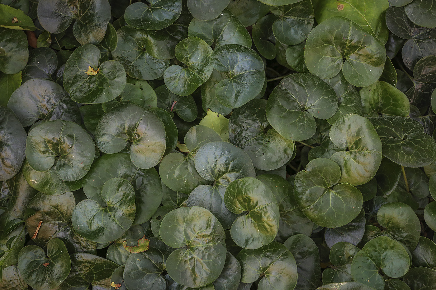 Image of Asarum europaeum specimen.