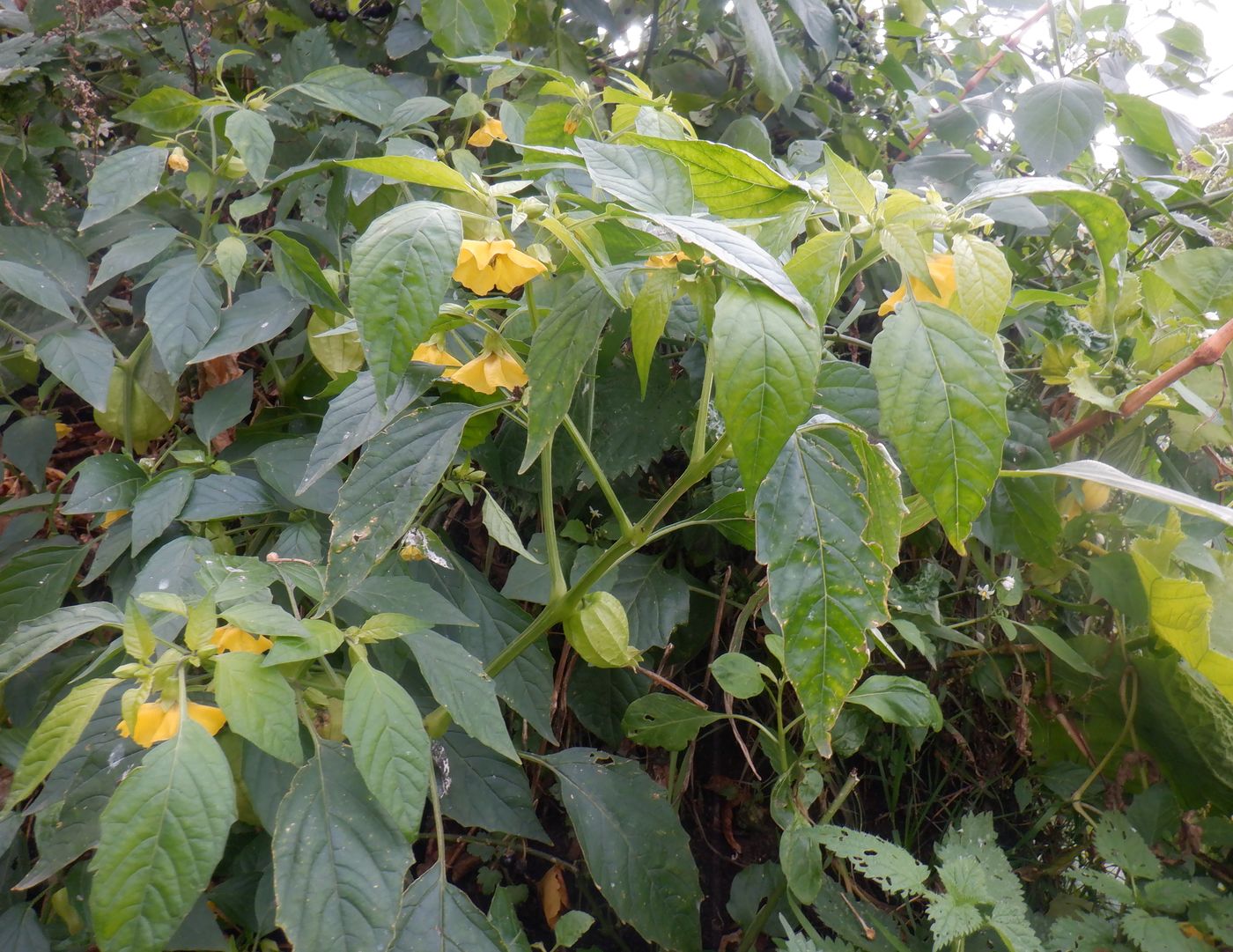 Изображение особи Physalis ixocarpa.