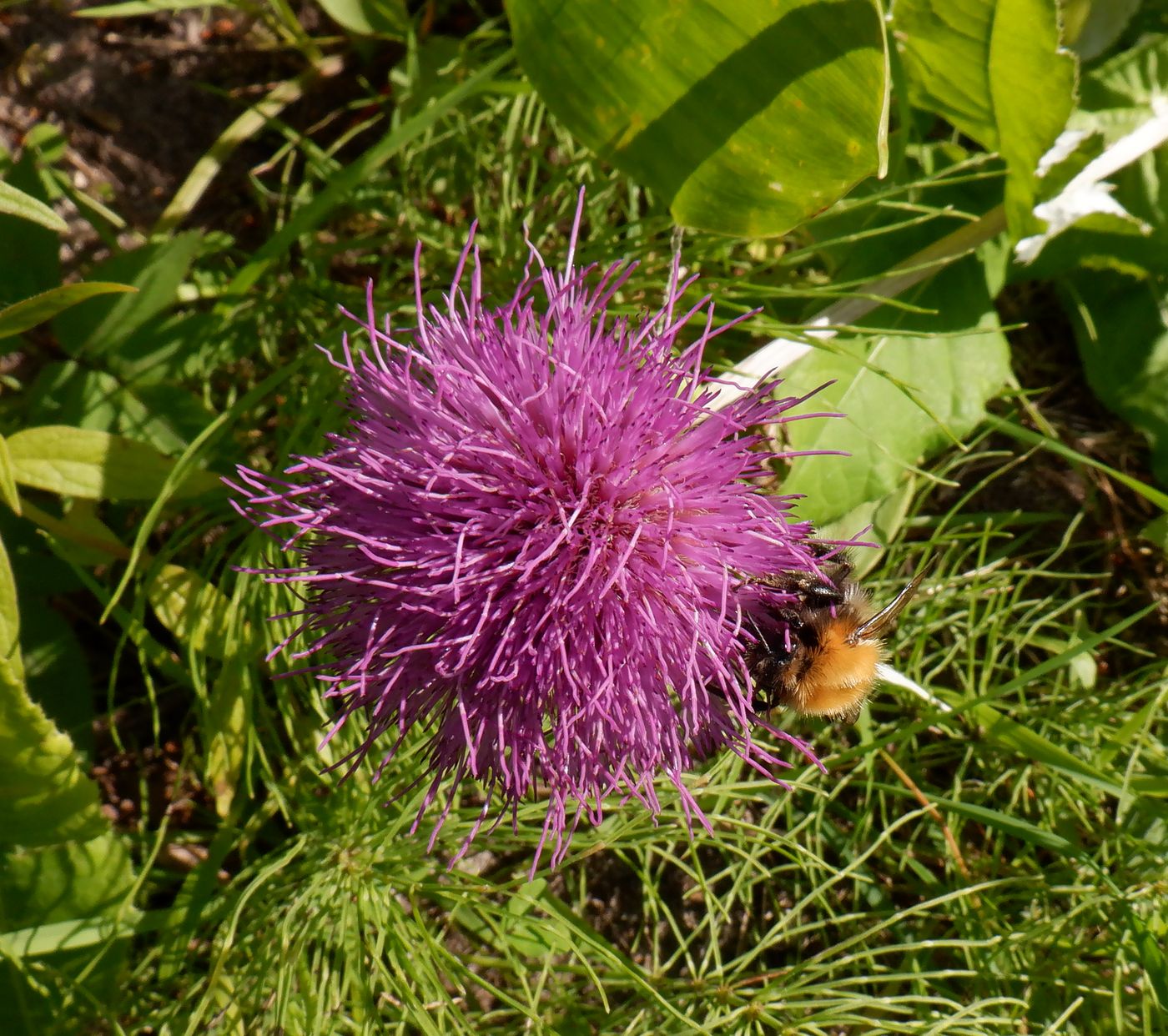 Изображение особи Cirsium heterophyllum.