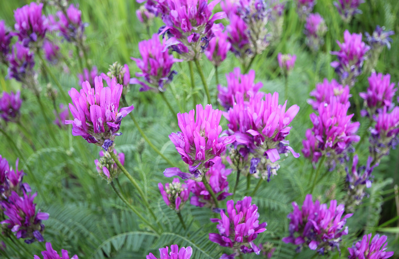 Изображение особи Astragalus onobrychis.