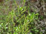 genus Salix. Верхушки побегов с соплодиями. Иркутская обл., Иркутский р-н, р. Иркут, о. Беляева. 11.05.2020.