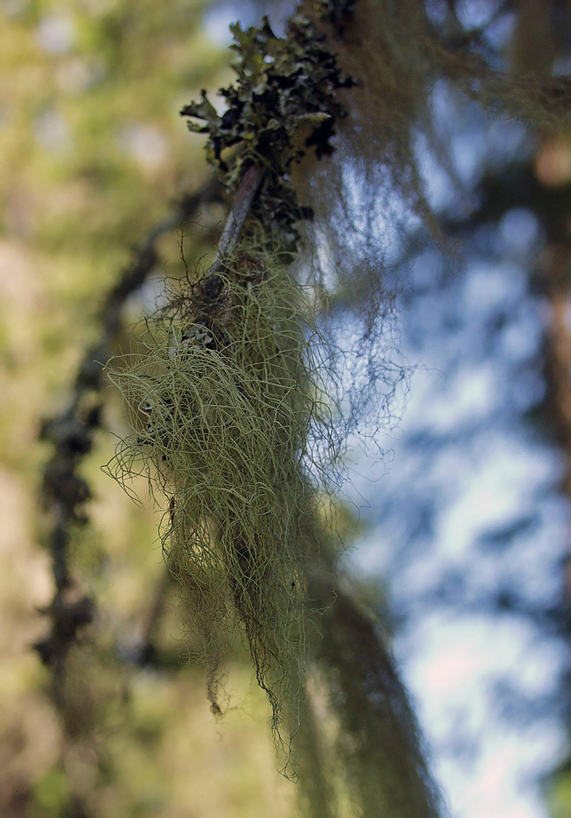 Image of genus Usnea specimen.