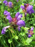 Prunella grandiflora