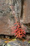 Chamaenerion angustifolium. Плодоносящее растение с листвой в осенней окраске в расщелине скалы. Мурманская обл., Кольский р-н, долина р. Титовка ниже автодороги А138 Мурманск — Печенга, Мельничные водопады, у подножья обрыва между первой и второй ступенями каскада. 23.09.2020.