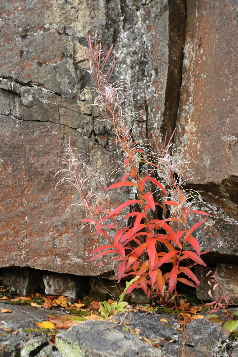 Image of Chamaenerion angustifolium specimen.