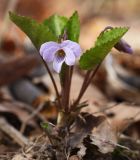 Viola selkirkii