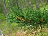 Pinus koraiensis. Верхушка ветви. Приморье, окр. бухты Неприметной, 5,5 км Ю-ЮВ села Милоградово. 13.08.2009.