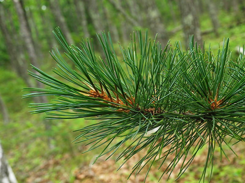 Image of Pinus koraiensis specimen.