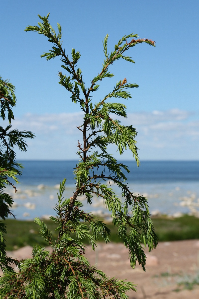 Image of Juniperus communis specimen.