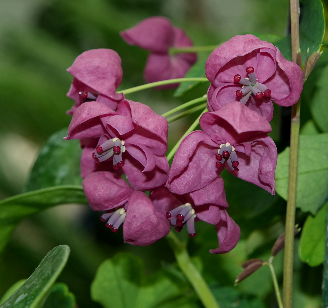 Изображение особи Akebia quinata.