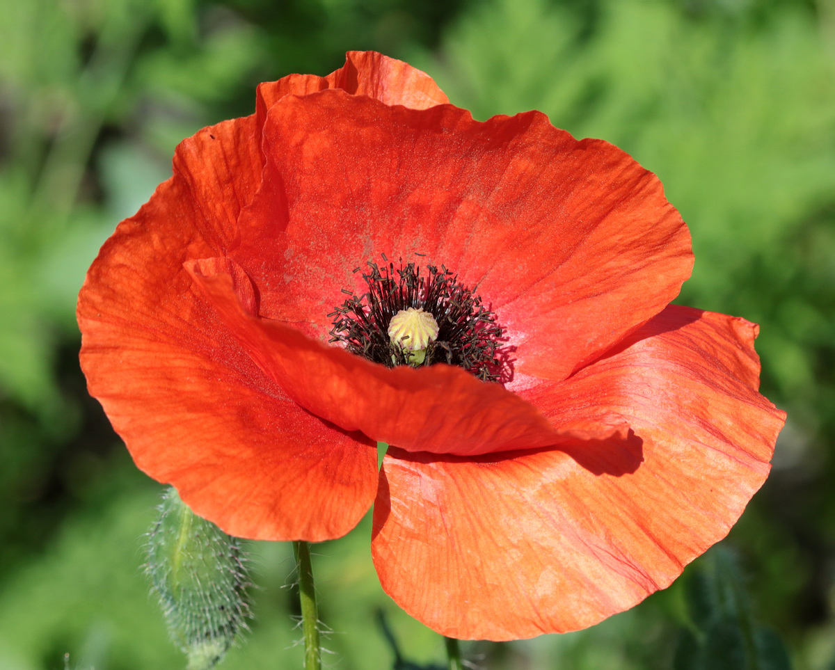 Изображение особи Papaver rhoeas.