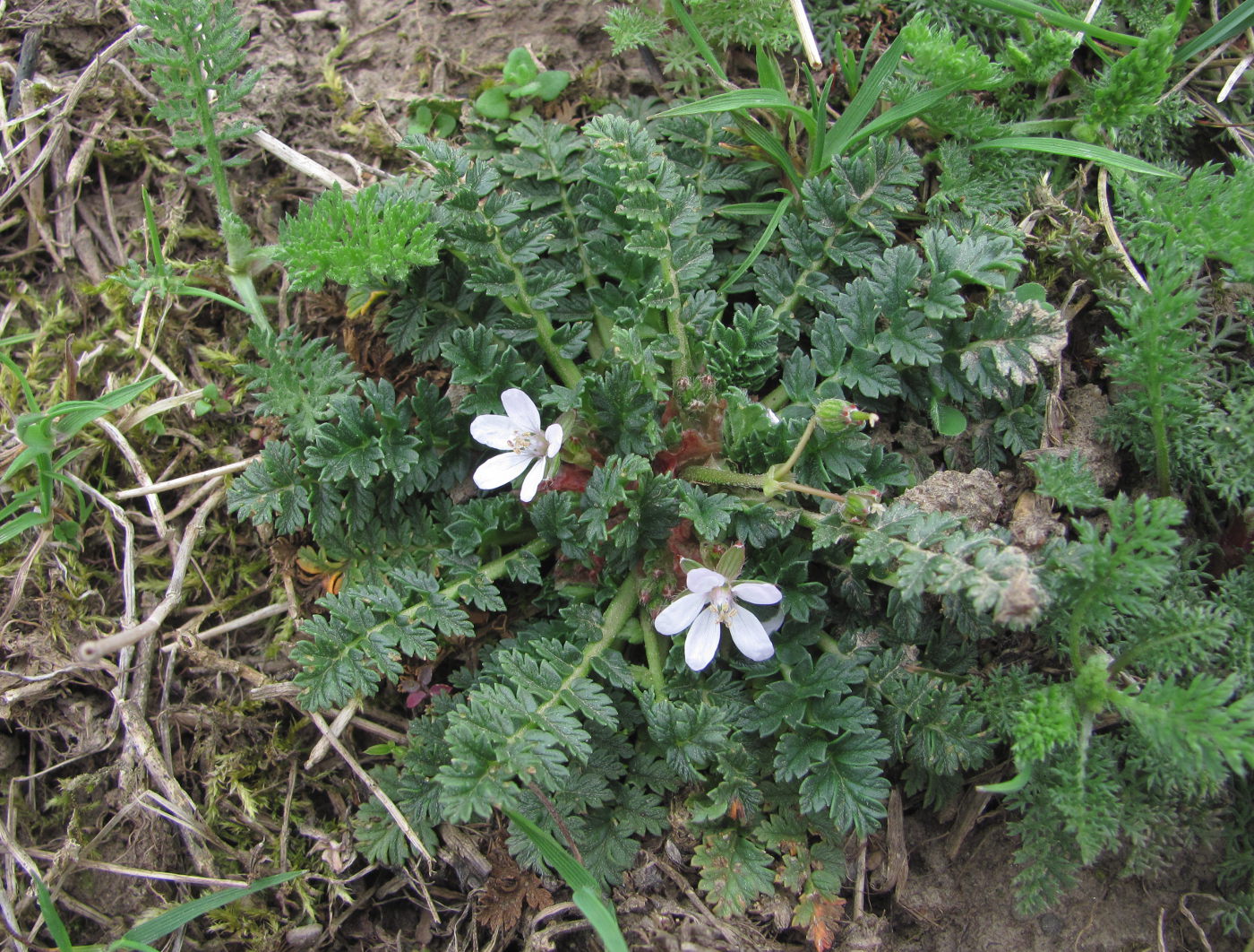 Image of Erodium cicutarium specimen.