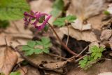 Corydalis caucasica. Цветущее растение. Краснодарский край, окр. г. Горячий Ключ, ущелье ерика Мальцева, широколиственный лес. 06.03.2021.