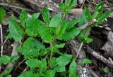 Stellaria nemorum