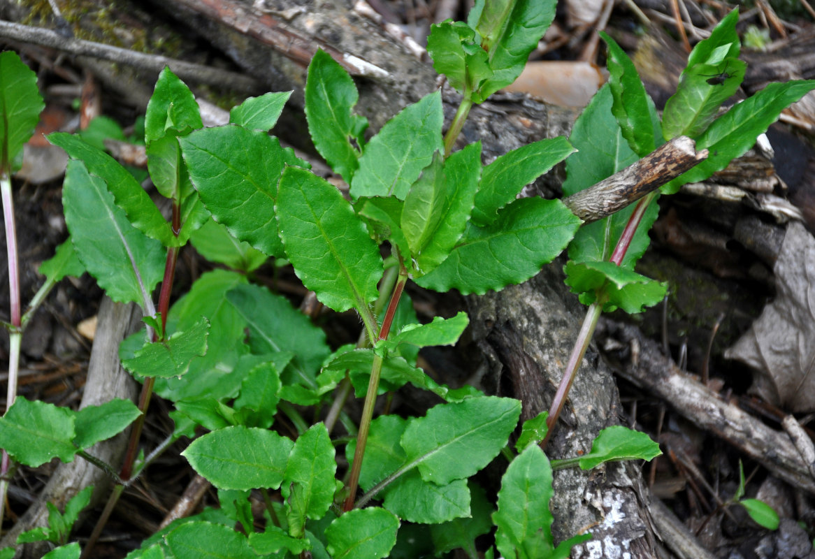 Изображение особи Stellaria nemorum.