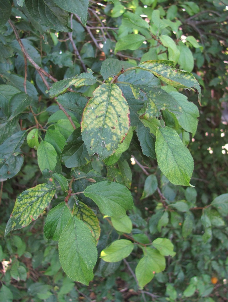 Изображение особи Prunus cerasifera.