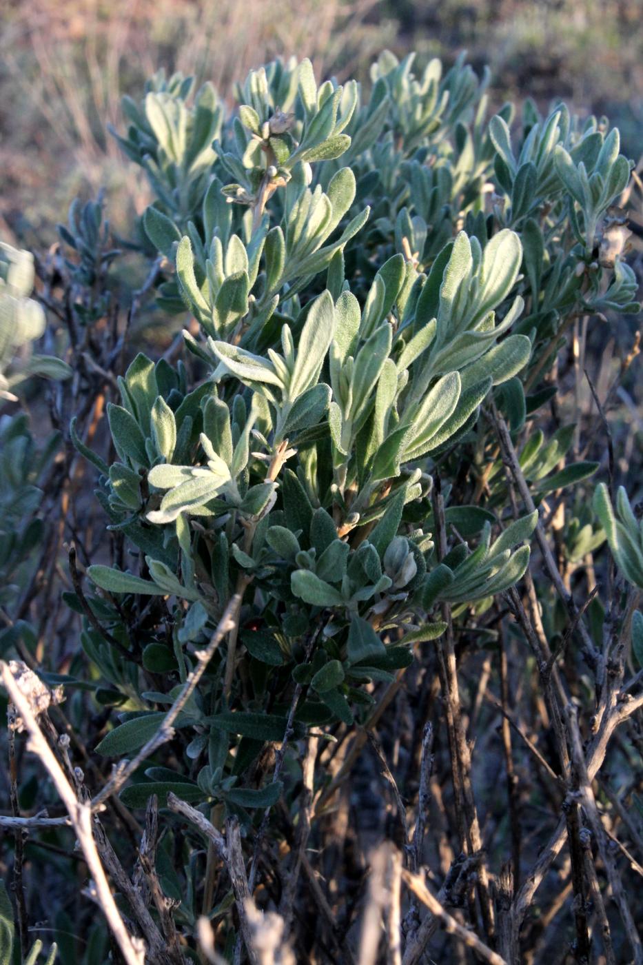 Image of Krascheninnikovia ceratoides specimen.