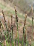 Carex cespitosa