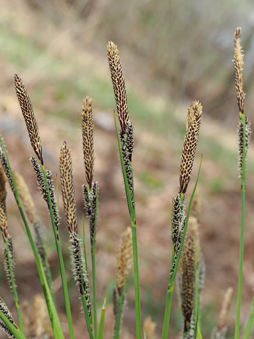 Image of Carex cespitosa specimen.