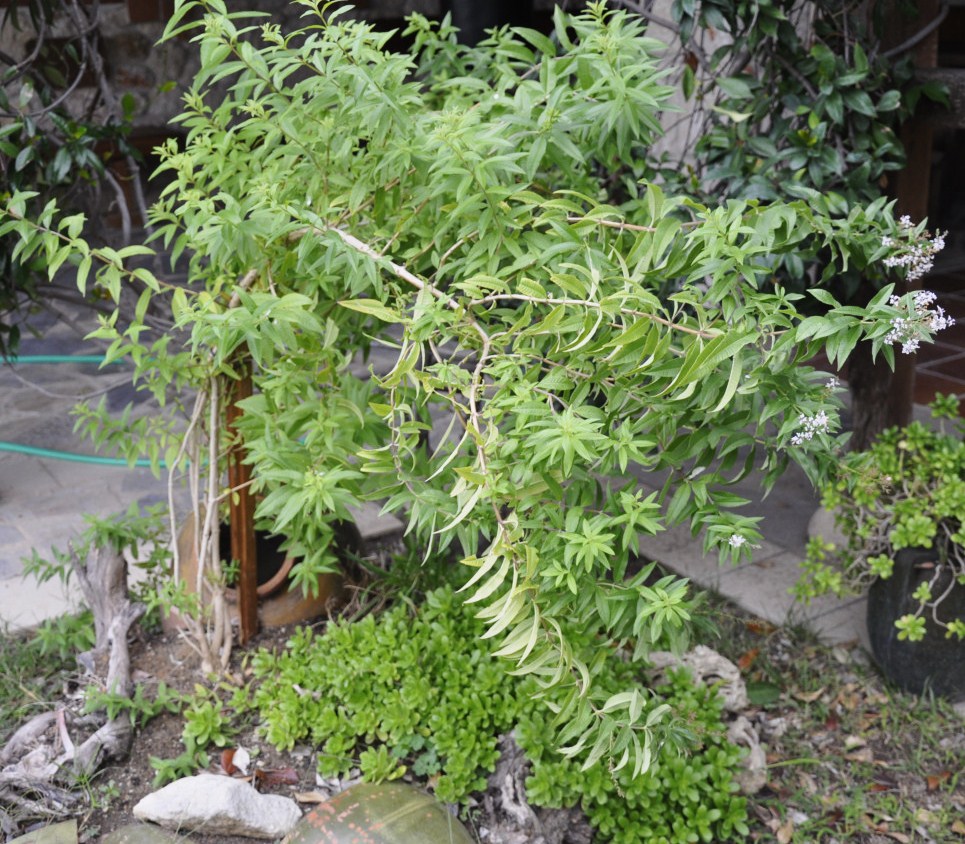 Image of Aloysia citriodora specimen.