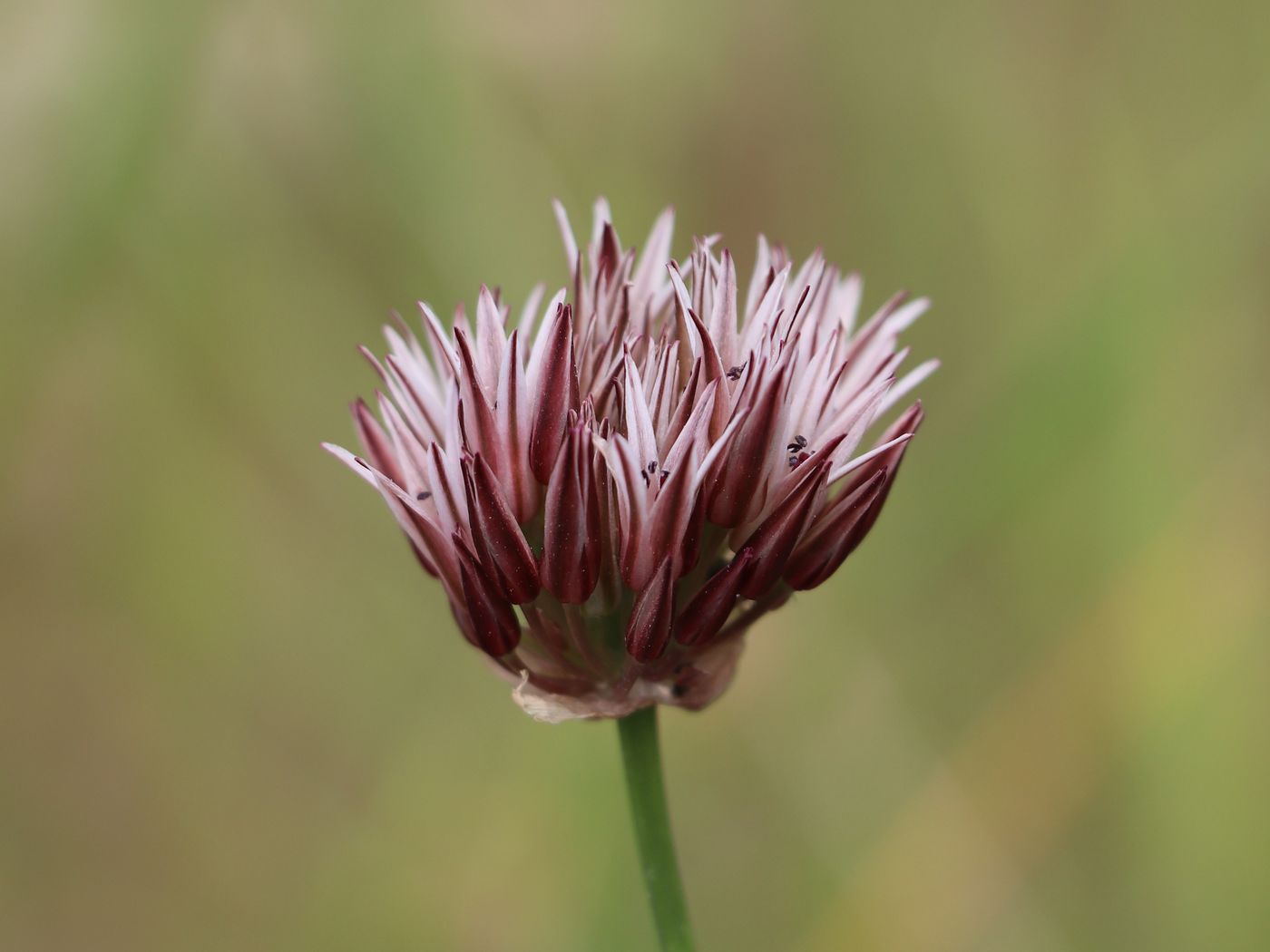 Image of Allium inconspicuum specimen.