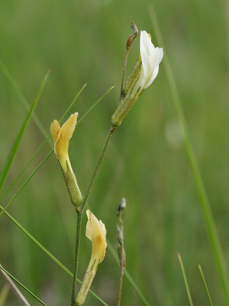 Image of Astragalus ucrainicus specimen.