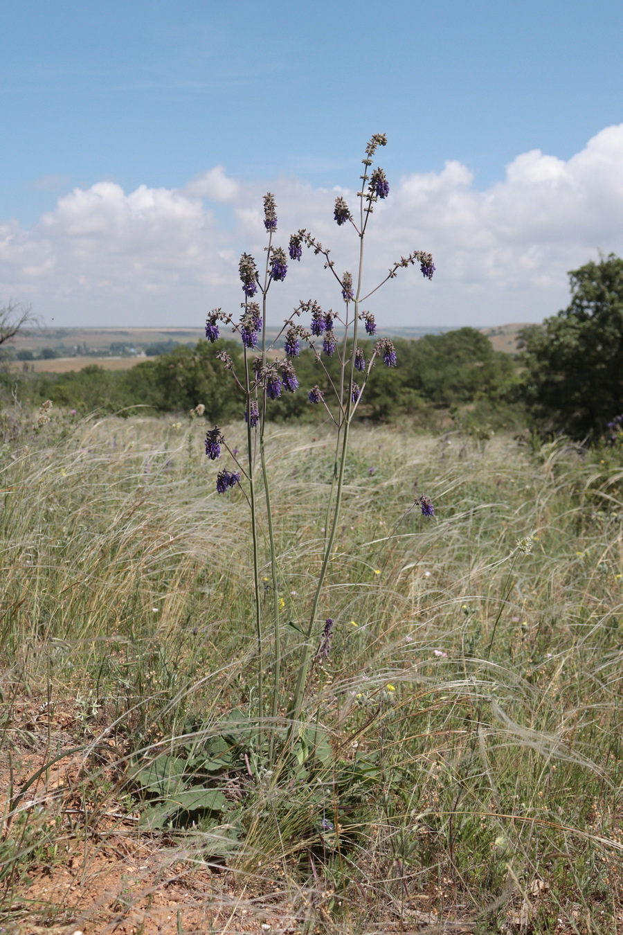 Image of Salvia nutans specimen.