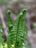 Matteuccia struthiopteris