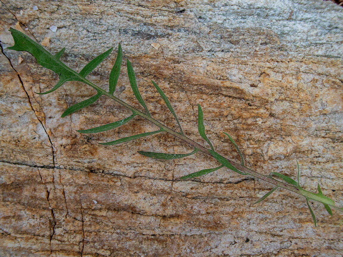 Image of Crepis rhoeadifolia specimen.