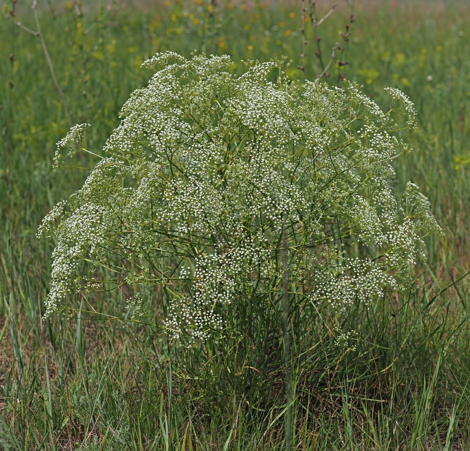 Изображение особи Falcaria vulgaris.