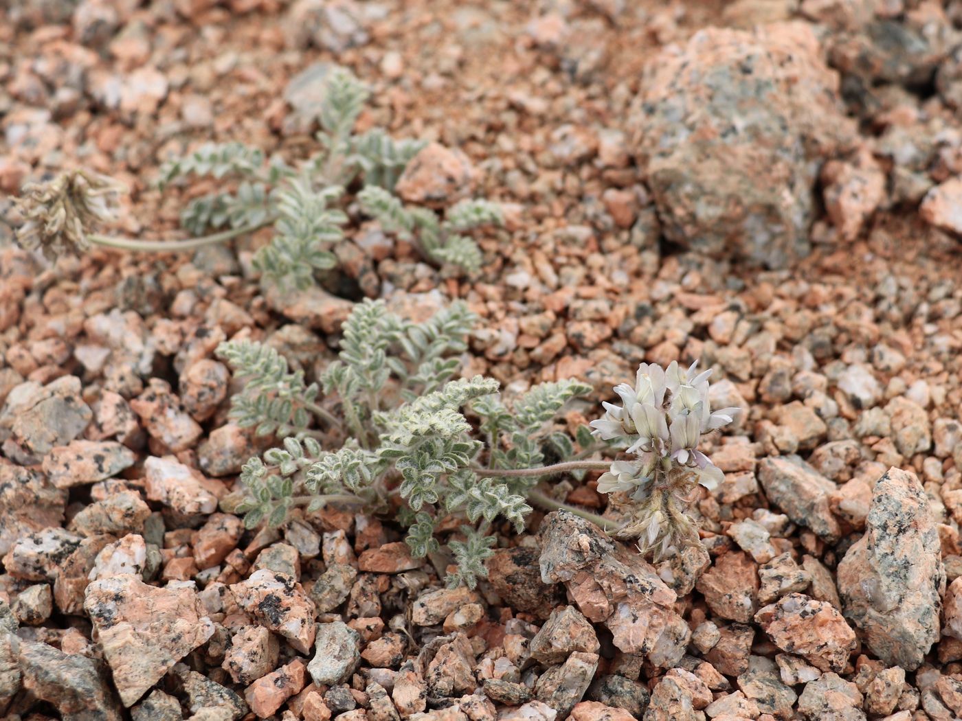 Изображение особи Oxytropis terekensis.