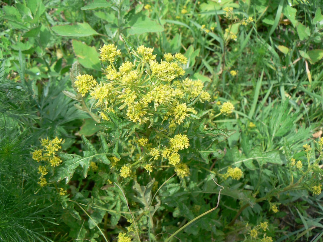 Image of Rorippa palustris specimen.