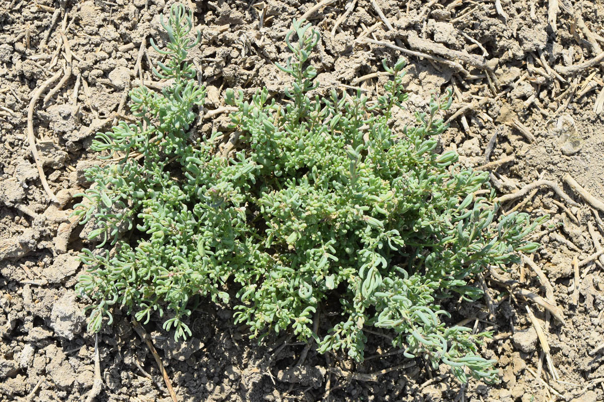 Image of Suaeda crassifolia specimen.