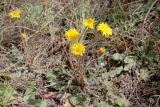 Taraxacum serotinum