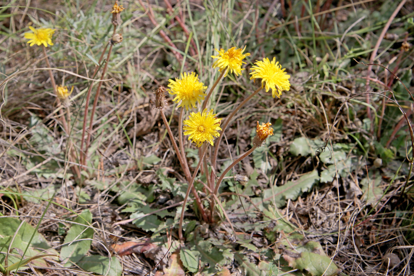 Изображение особи Taraxacum serotinum.