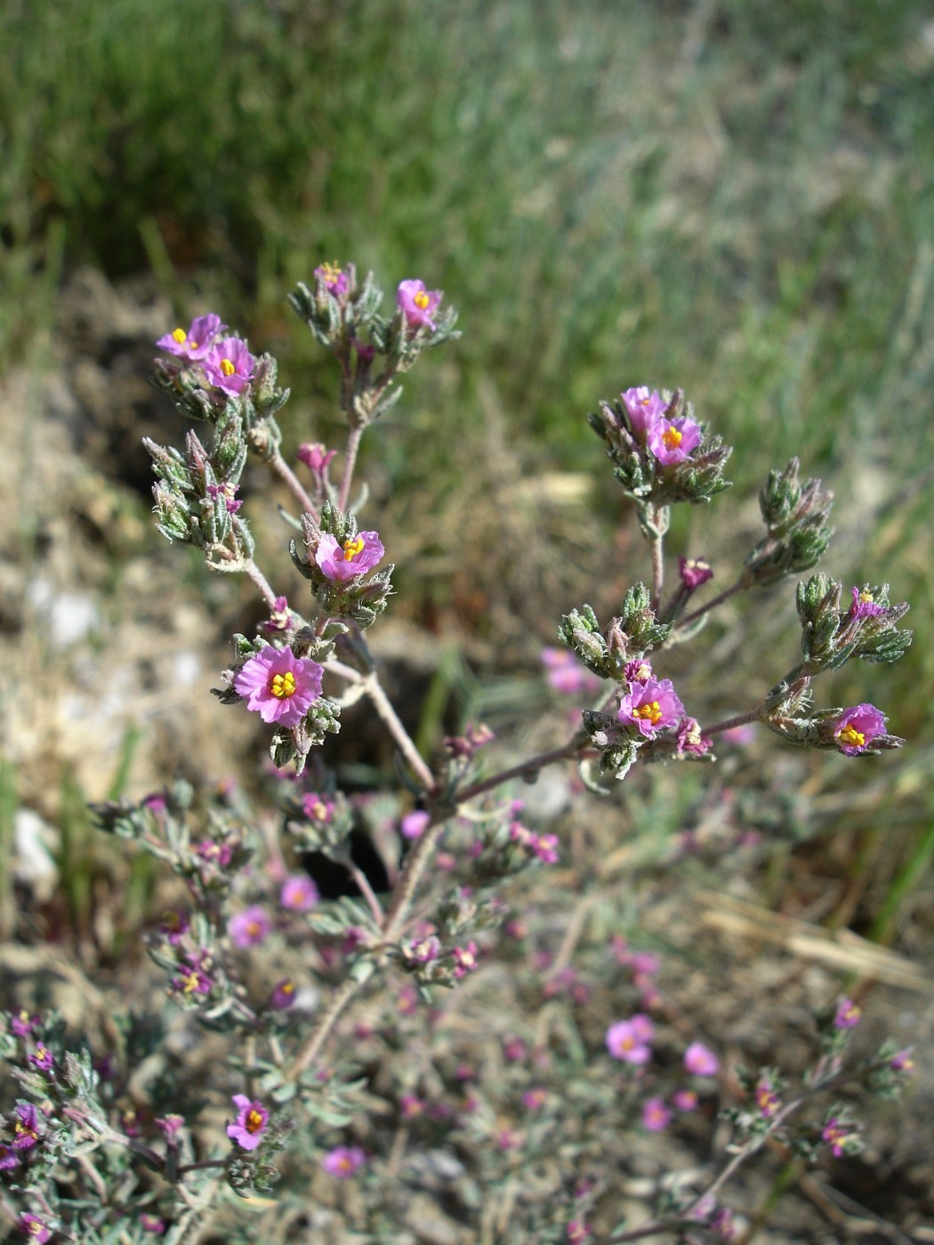 Image of Frankenia hirsuta specimen.