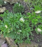 Anemone sylvestris