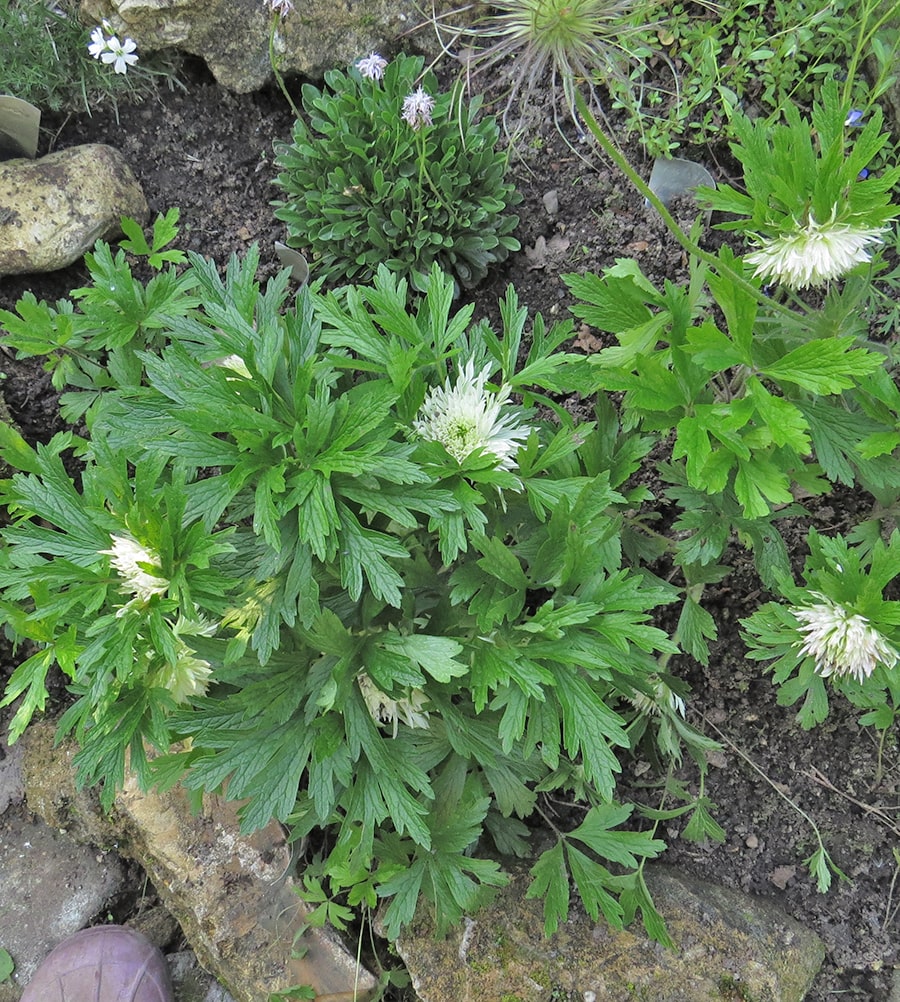 Image of Anemone sylvestris specimen.