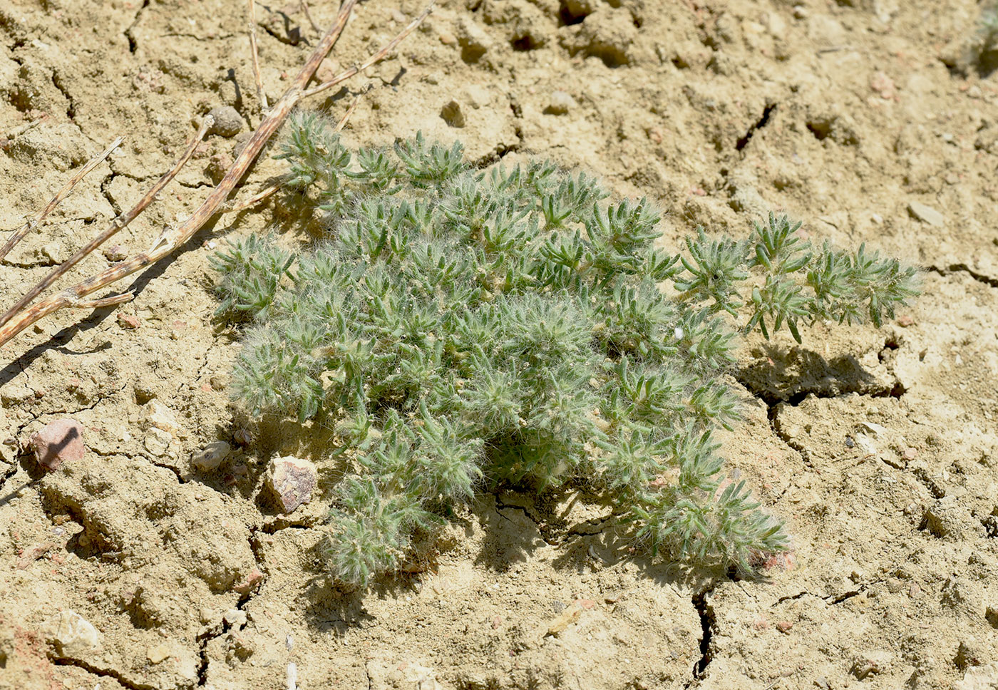 Изображение особи Halocharis hispida.