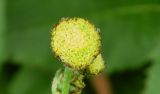 Artemisia borealis