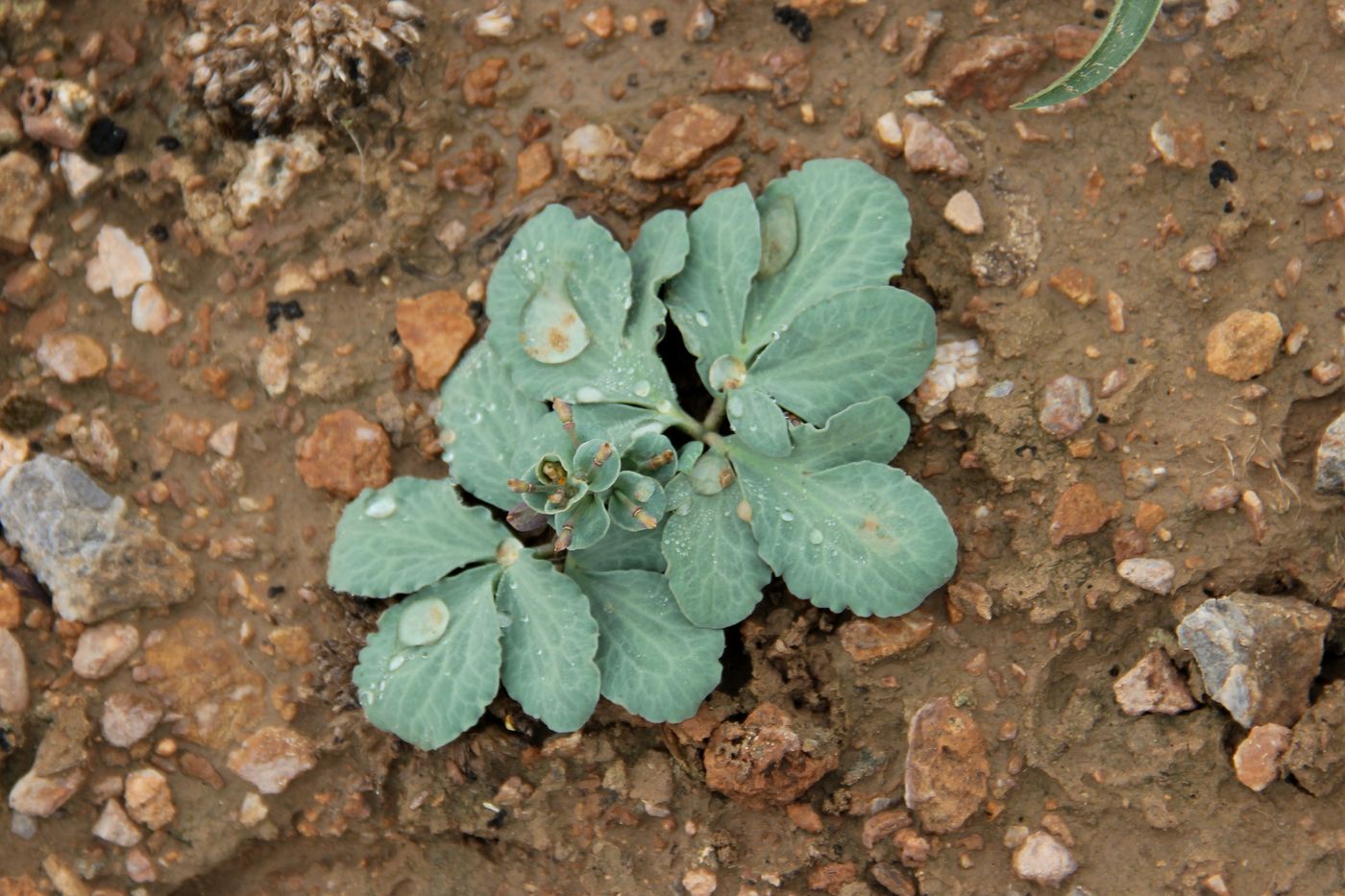 Image of Leontice incerta specimen.