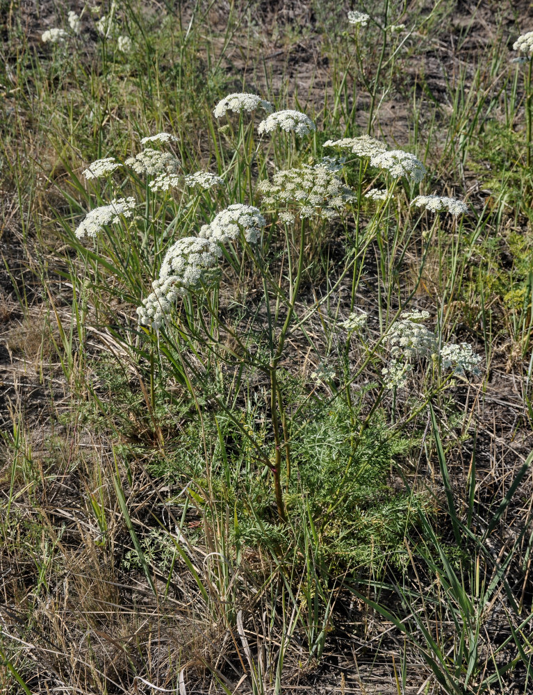 Изображение особи Kitagawia baicalensis.